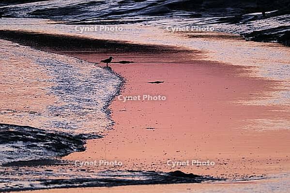 Seabirds in the mudflats in Tümlau Bay, Wadden Sea National Park, Schleswig-Holstein, Germany [IBR123773522]