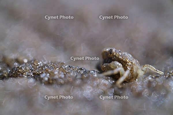 Small shore crab (Carcinus maenas), Wadden Sea National Park, Schleswig Holstein, Germany [IBR123773526]