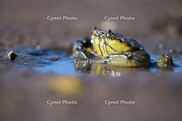 Shore crab (Carcinus maenas), Wadden Sea National Park, Schleswig Holstein, Germany [IBR123773527]