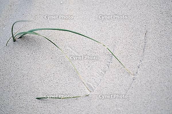 European Marram Grass (Ammophila arenaria), dunes, St.Peter Ording, Wadden Sea National Park, Schleswig Holstein, Germany [IBR123773528]