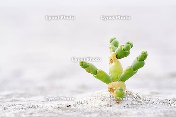 Common marsh samphire (Salicornia europaea), St.Peter Ording, Wadden Sea National Park, Schleswig Holstein, Germany [IBR123773530]
