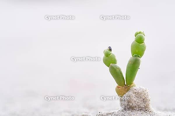 Common marsh samphire (Salicornia europaea), St.Peter Ording, Wadden Sea National Park, Schleswig Holstein, Germany [IBR123773533]