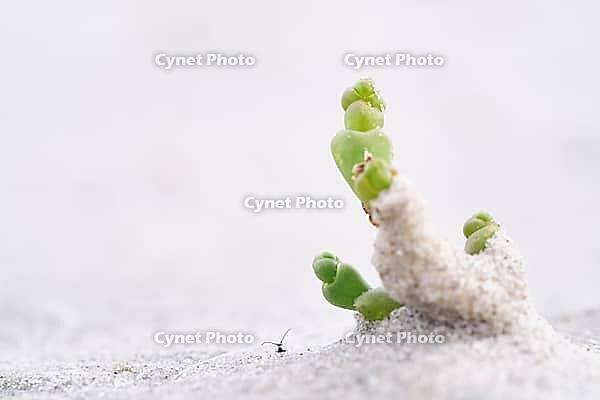 Common marsh samphire (Salicornia europaea), St.Peter Ording, Wadden Sea National Park, Schleswig Holstein, Germany [IBR123773534]