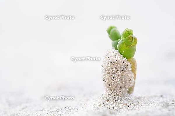 Common marsh samphire (Salicornia europaea), St.Peter Ording, Wadden Sea National Park, Schleswig Holstein, Germany [IBR123773535]