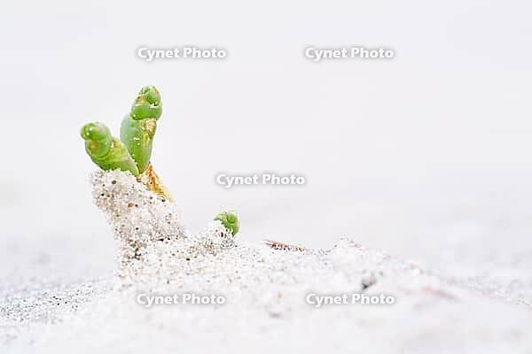 Common marsh samphire (Salicornia europaea), St.Peter Ording, Wadden Sea National Park, Schleswig Holstein, Germany [IBR123773536]