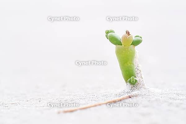 Common marsh samphire (Salicornia europaea), St.Peter Ording, Wadden Sea National Park, Schleswig Holstein, Germany [IBR123773537]