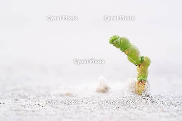 Common marsh samphire (Salicornia europaea), St.Peter Ording, Wadden Sea National Park, Schleswig Holstein, Germany [IBR123773540]