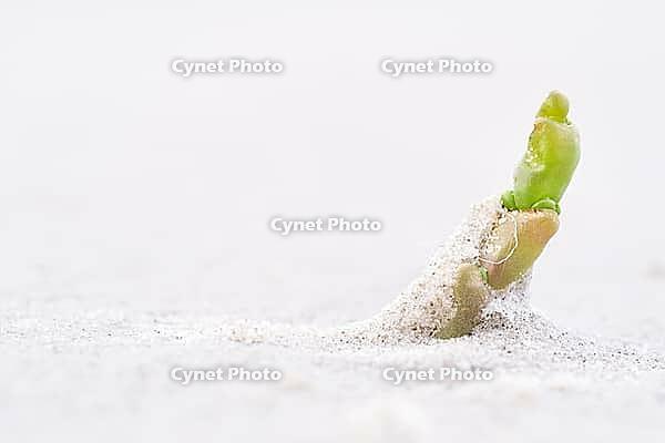 Common marsh samphire (Salicornia europaea), St.Peter Ording, Wadden Sea National Park, Schleswig Holstein, Germany [IBR123773541]