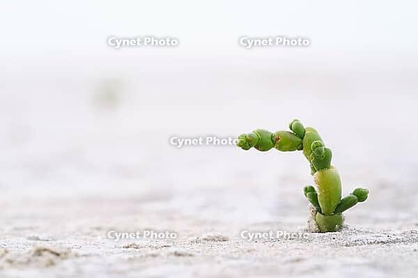 Common marsh samphire (Salicornia europaea), St.Peter Ording, Wadden Sea National Park, Schleswig Holstein, Germany [IBR123773543]
