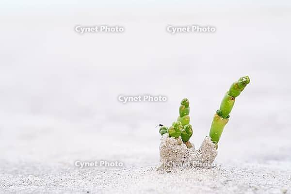 Common marsh samphire (Salicornia europaea), St.Peter Ording, Wadden Sea National Park, Schleswig Holstein, Germany [IBR123773544]