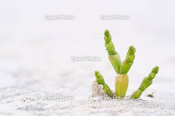 Common marsh samphire (Salicornia europaea), St.Peter Ording, Wadden Sea National Park, Schleswig Holstein, Germany [IBR123773545]