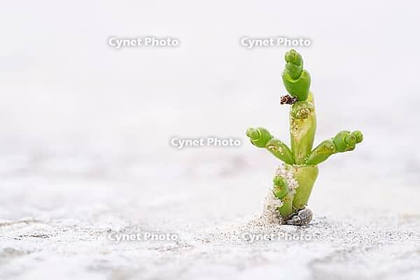 Common marsh samphire (Salicornia europaea), St.Peter Ording, Wadden Sea National Park, Schleswig Holstein, Germany [IBR123773546]