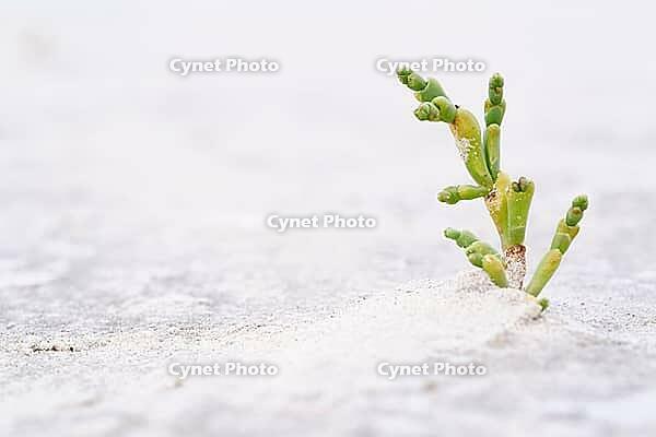 Common marsh samphire (Salicornia europaea), St.Peter Ording, Wadden Sea National Park, Schleswig Holstein, Germany [IBR123773547]