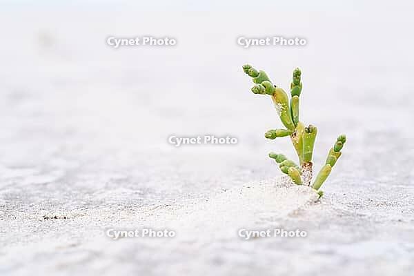Common marsh samphire (Salicornia europaea), St.Peter Ording, Wadden Sea National Park, Schleswig Holstein, Germany [IBR123773548]