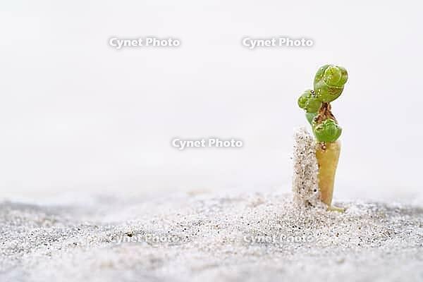 Common marsh samphire (Salicornia europaea), St.Peter Ording, Wadden Sea National Park, Schleswig Holstein, Germany [IBR123773549]