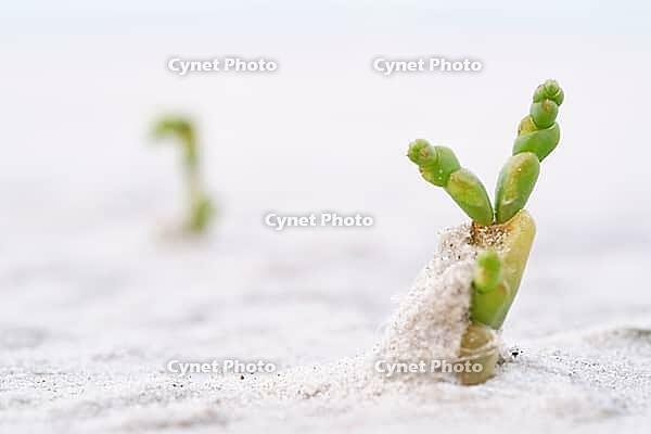 Common marsh samphire (Salicornia europaea), St.Peter Ording, Wadden Sea National Park, Schleswig Holstein, Germany [IBR123773550]