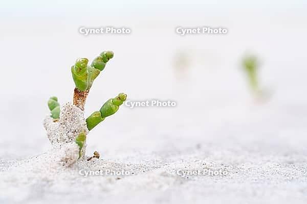Common marsh samphire (Salicornia europaea), St.Peter Ording, Wadden Sea National Park, Schleswig Holstein, Germany [IBR123773551]
