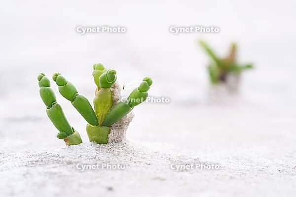 Common marsh samphire (Salicornia europaea), St.Peter Ording, Wadden Sea National Park, Schleswig Holstein, Germany [IBR123773552]