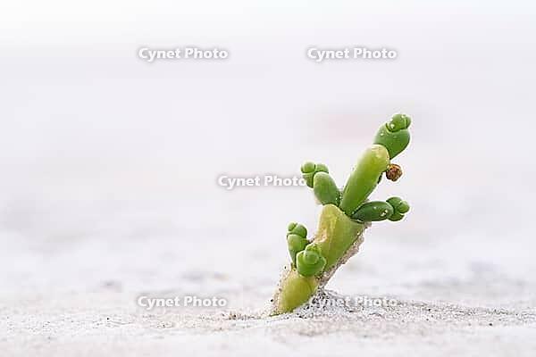 Common marsh samphire (Salicornia europaea), St.Peter Ording, Wadden Sea National Park, Schleswig Holstein, Germany [IBR123773553]