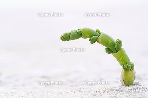 Common marsh samphire (Salicornia europaea), St.Peter Ording, Wadden Sea National Park, Schleswig Holstein, Germany [IBR123773554]