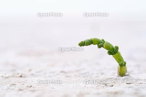 Common marsh samphire (Salicornia europaea), St.Peter Ording, Wadden Sea National Park, Schleswig Holstein, Germany [IBR123773555]