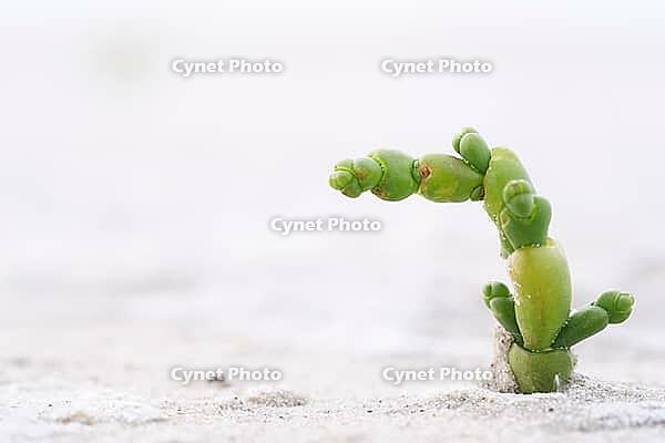 Common marsh samphire (Salicornia europaea), St.Peter Ording, Wadden Sea National Park, Schleswig Holstein, Germany [IBR123773556]