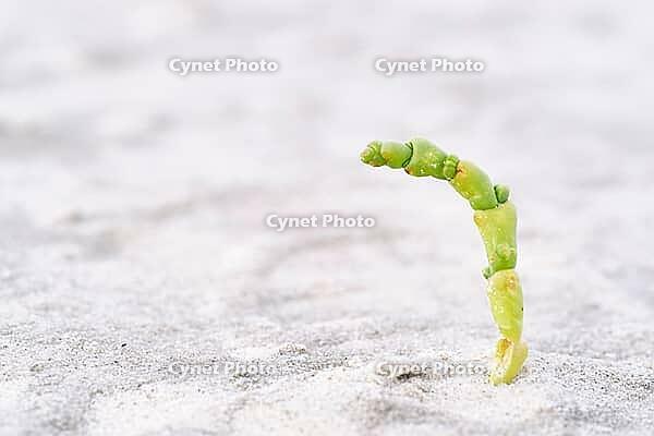 Common marsh samphire (Salicornia europaea), St.Peter Ording, Wadden Sea National Park, Schleswig Holstein, Germany [IBR123773558]