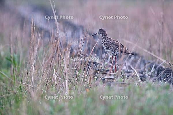 Redshank (Tringa totanus), Tümlauer Bucht, Wadden Sea National Park, Schleswig Holstein, Germany [IBR123773559]