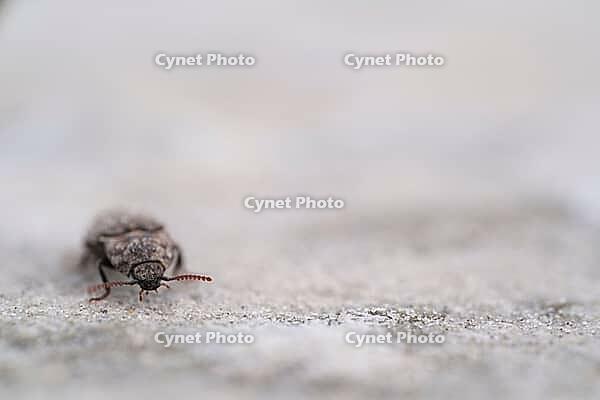 Mouse grey sand beetle (Agrypnus murinus) in the sand, St.Peter Ording, Wadden Sea National Park, Schleswig Holstein, Germany [IBR123773560]