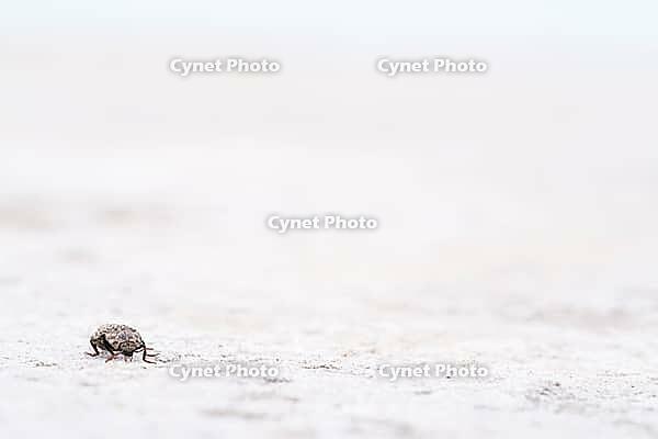Mouse grey sand beetle (Agrypnus murinus) in the sand, St.Peter Ording, Wadden Sea National Park, Schleswig Holstein, Germany [IBR123773563]
