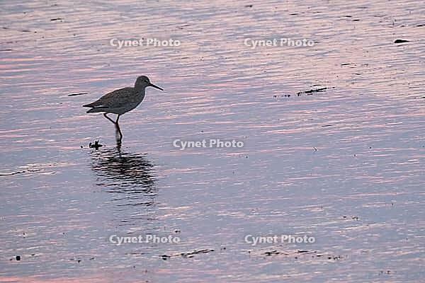Redshank (Tringa totanus), Tümlauer Bucht, Wadden Sea National Park, Schleswig Holstein, Germany [IBR123773565]