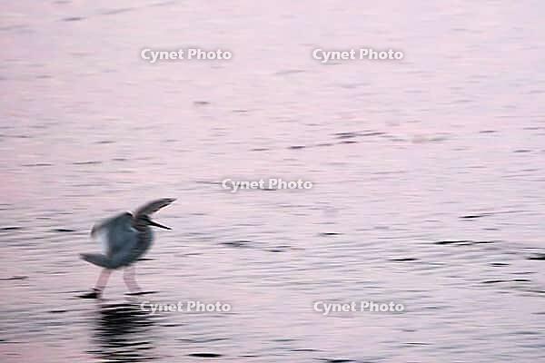 Redshank (Tringa totanus), Tümlauer Bucht, Wadden Sea National Park, Schleswig Holstein, Germany [IBR123773566]