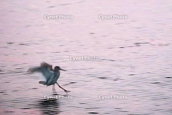 Redshank (Tringa totanus), Tümlauer Bucht, Wadden Sea National Park, Schleswig Holstein, Germany [IBR123773567]