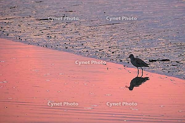 Redshank (Tringa totanus), Tümlauer Bucht, Wadden Sea National Park, Schleswig Holstein, Germany [IBR123773568]