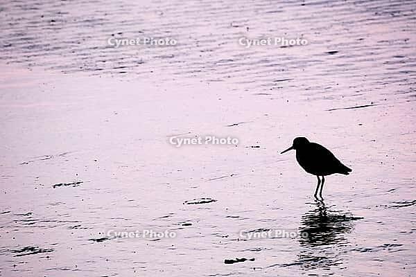Redshank (Tringa totanus), Tümlauer Bucht, Wadden Sea National Park, Schleswig Holstein, Germany [IBR123773569]