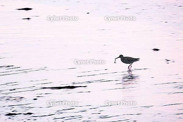 Redshank (Tringa totanus), Tümlauer Bucht, Wadden Sea National Park, Schleswig Holstein, Germany [IBR123773570]