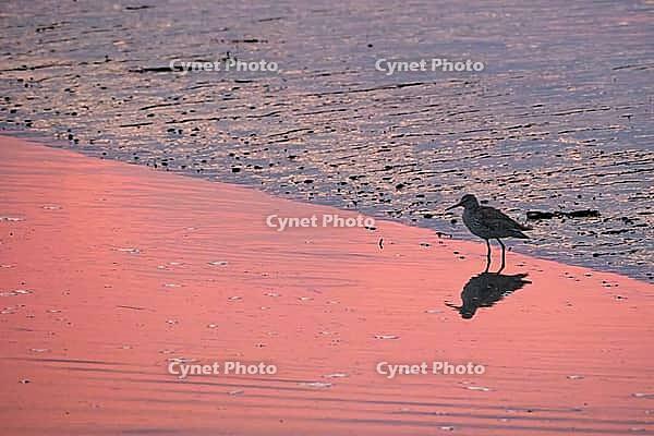 Redshank (Tringa totanus), Tümlauer Bucht, Wadden Sea National Park, Schleswig Holstein, Germany [IBR123773571]