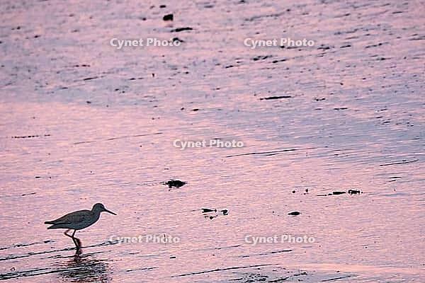 Redshank (Tringa totanus), Tümlauer Bucht, Wadden Sea National Park, Schleswig Holstein, Germany [IBR123773572]