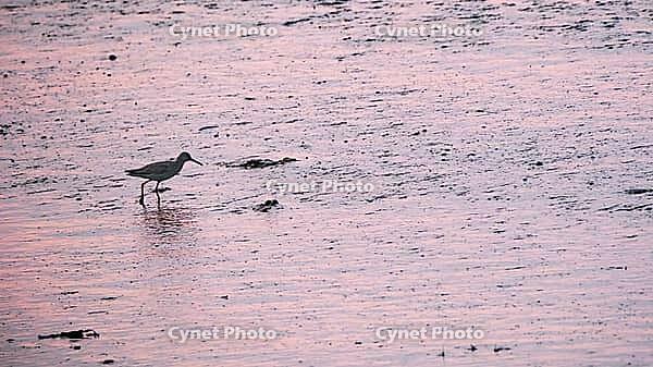 Redshank (Tringa totanus), Tümlauer Bucht, Wadden Sea National Park, Schleswig Holstein, Germany [IBR123773574]