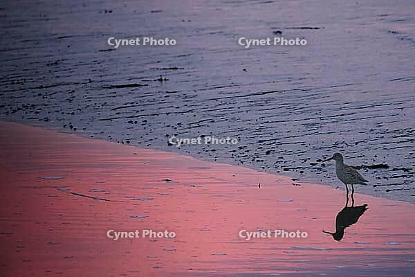 Redshank (Tringa totanus), Tümlauer Bucht, Wadden Sea National Park, Schleswig Holstein, Germany [IBR123773575]