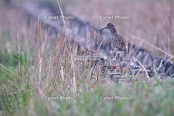 Redshank (Tringa totanus), Tümlauer Bucht, Wadden Sea National Park, Schleswig Holstein, Germany [IBR123773576]