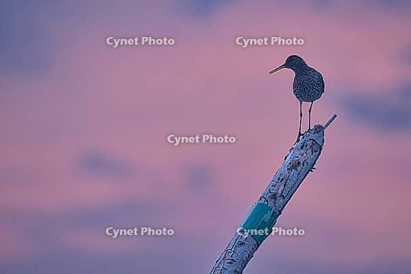 Redshank (Tringa totanus), Tümlauer Bucht, Wadden Sea National Park, Schleswig Holstein, Germany [IBR123773578]