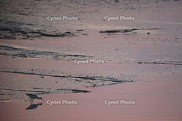 Avocet (Recurvirostra avosetta) foraging on the mudflats, Tümlauer Bucht, Wadden Sea National Park, Schleswig Holstein, Germany [IBR123773580]