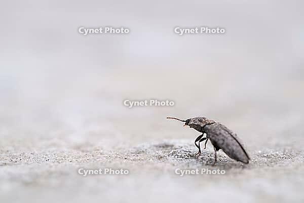 Mouse grey sand beetle (Agrypnus murinus) in the sand, St.Peter Ording, Wadden Sea National Park, Schleswig Holstein, Germany [IBR123773581]