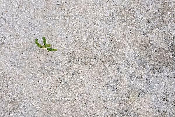 Common marsh samphire (Salicornia europaea), St.Peter Ording, Wadden Sea National Park, Schleswig Holstein, Germany [IBR123773582]