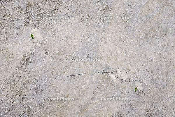 Common marsh samphire (Salicornia europaea), St.Peter Ording, Wadden Sea National Park, Schleswig Holstein, Germany [IBR123773584]