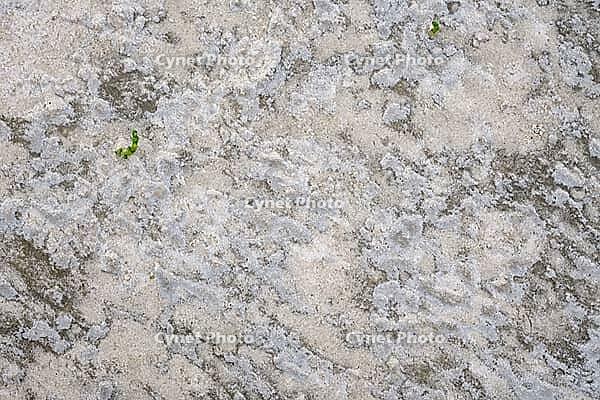 Common marsh samphire (Salicornia europaea), St.Peter Ording, Wadden Sea National Park, Schleswig Holstein, Germany [IBR123773585]