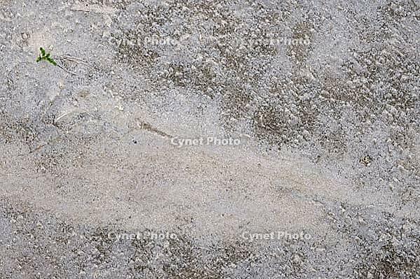 Common marsh samphire (Salicornia europaea), St.Peter Ording, Wadden Sea National Park, Schleswig Holstein, Germany [IBR123773586]