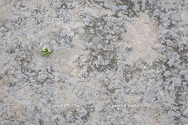 Common marsh samphire (Salicornia europaea), St.Peter Ording, Wadden Sea National Park, Schleswig Holstein, Germany [IBR123773587]