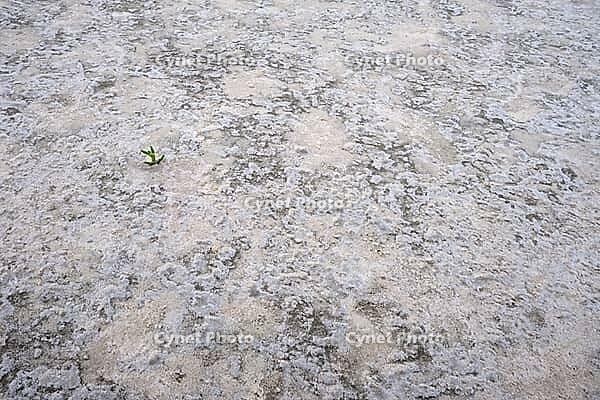 Common marsh samphire (Salicornia europaea), St.Peter Ording, Wadden Sea National Park, Schleswig Holstein, Germany [IBR123773588]